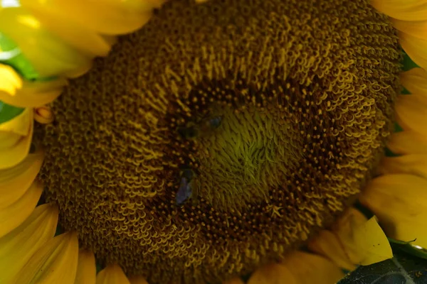 Gros Plan Tournesol Fleurs Concept Été — Photo