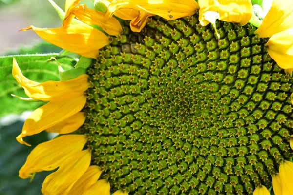 盛开的向日葵的特写 夏天的概念 — 图库照片