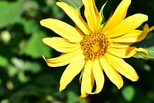 Fiori Giallo Sole Che Crescono Giardino — Foto Stock