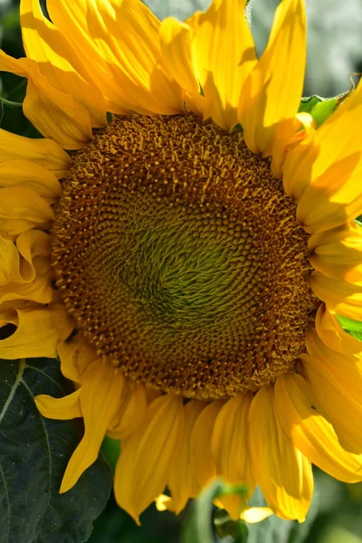 Närbild Skott Blommande Solros Sommar Koncept — Stockfoto