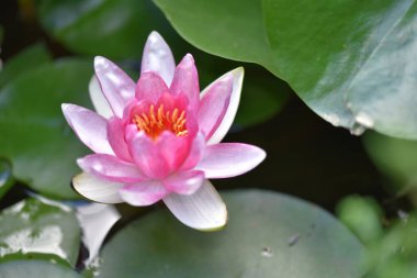 Gölette güzel pembe nilüfer çiçeği, yakın görüş.