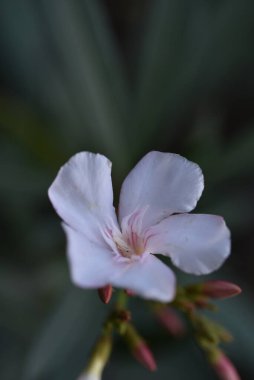 Bahçede büyüyen beyaz harika çiçekler