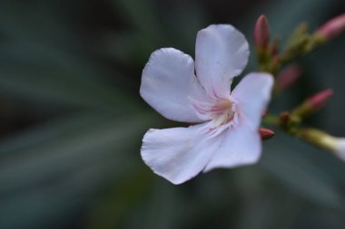 Bahçede büyüyen beyaz harika çiçekler