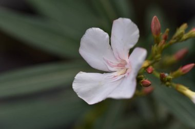 Bahçede büyüyen beyaz harika çiçekler