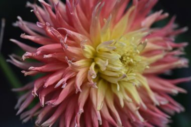 Bahçedeki güzel sarı ve pembe renkli çiçek