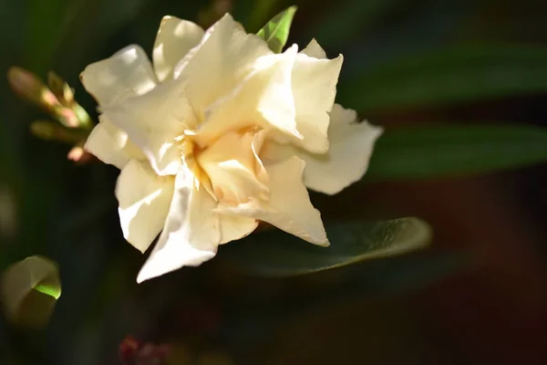 Όμορφο Λουλούδι Τριαντάφυλλο Μεγαλώνει Στον Κήπο — Φωτογραφία Αρχείου