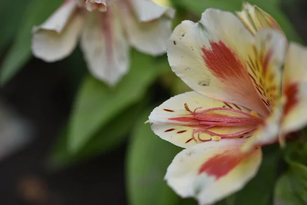 美しいユリの花花のコンセプトイメージ — ストック写真