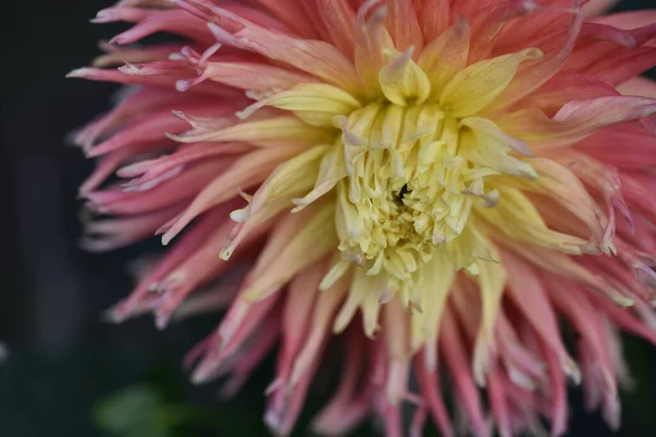Hermosa Flor Color Amarillo Rosa Jardín — Foto de Stock