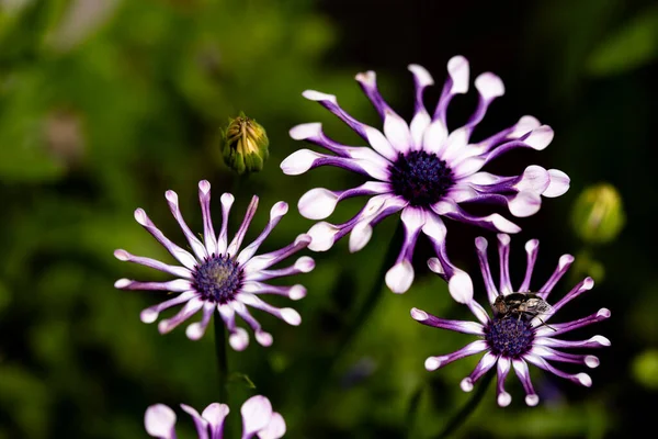 Närbild Vita Och Lila Blommor Trädgården — Stockfoto