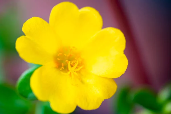 Bahçede Büyüyen Güneşli Sarı Çiçekler — Stok fotoğraf