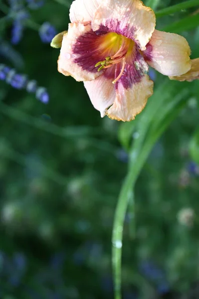 Schöne Lilienblüten Florales Konzept Bild — Stockfoto