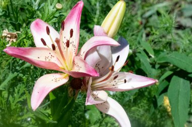 güzel zambak çiçekleri, çiçek konsepti imajı