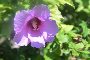 bahçede büyüyen güzel pembe çiçekler