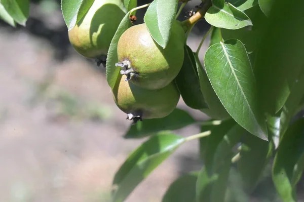 Unripe Pears Growing Garden — Photo