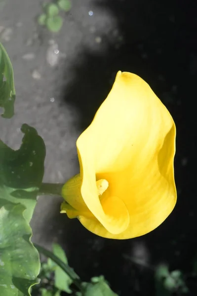 Сонячно Жовті Квіти Ростуть Саду — стокове фото