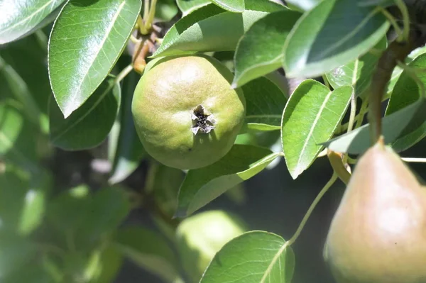 Unripe Pears Growing Garden — Zdjęcie stockowe