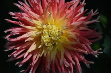 Bahçedeki güzel sarı ve pembe renkli çiçek