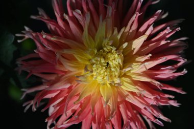 Bahçedeki güzel sarı ve pembe renkli çiçek