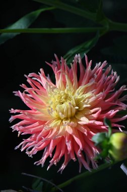 Bahçedeki güzel sarı ve pembe renkli çiçek