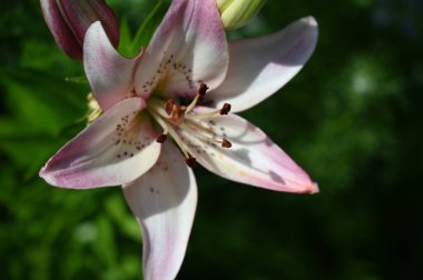 güzel zambak çiçekleri, çiçek konsepti imajı