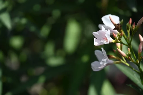 Fleurs Étonnantes Blanches Poussant Dans Jardin — Photo