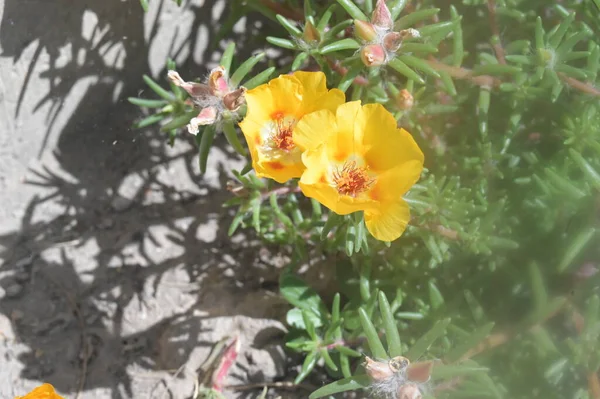 Fleurs Jaunes Ensoleillées Poussant Dans Jardin — Photo