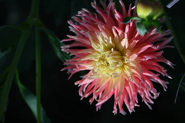 庭の美しい黄色とピンクの花 — ストック写真