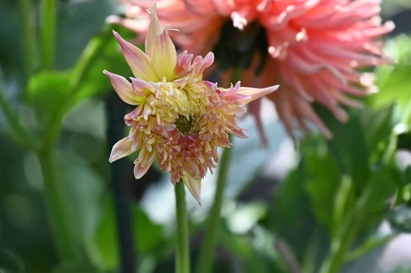 Beautiful Pink Yellow Colored Flower Growing Garden — Zdjęcie stockowe