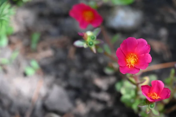 Bahçede Büyüyen Güzel Pembe Çiçekler — Stok fotoğraf
