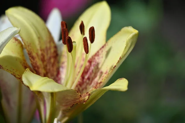 Beautiful Lily Flowers Floral Concept Image — Stock Photo, Image