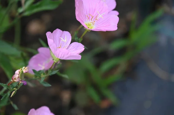 Hermosas Flores Rosadas Creciendo Jardín — Foto de Stock