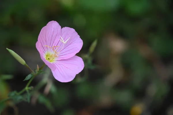 Beautiful Pink Flowers Growing Garden — Stock Photo, Image
