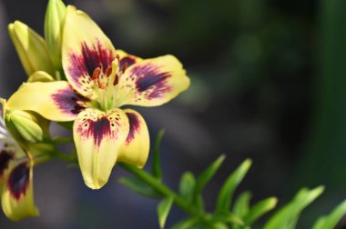 güzel zambak çiçekleri, çiçek konsepti imajı