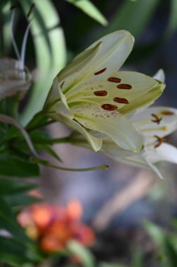 güzel zambak çiçekleri, çiçek konsepti imajı