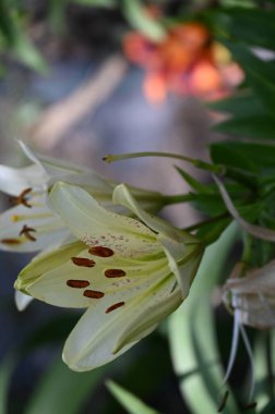güzel zambak çiçekleri, çiçek konsepti imajı