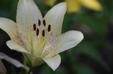 güzel zambak çiçekleri, çiçek konsepti imajı