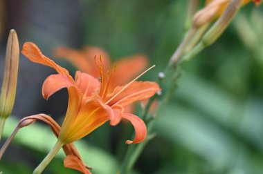 güzel zambak çiçekleri, çiçek konsepti imajı