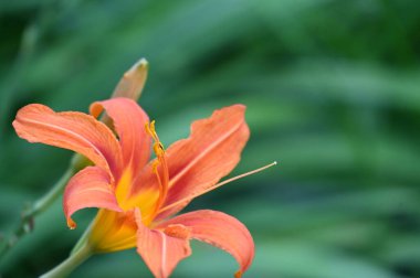 güzel zambak çiçekleri, çiçek konsepti imajı