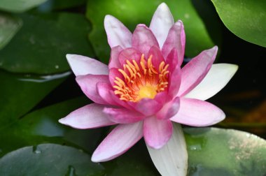 Gölette güzel pembe nilüfer çiçeği, yakın görüş.