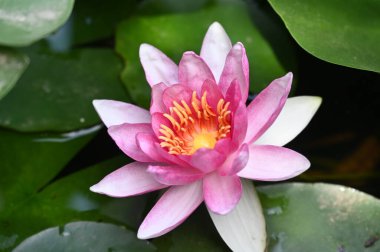 Gölette güzel pembe nilüfer çiçeği, yakın görüş.