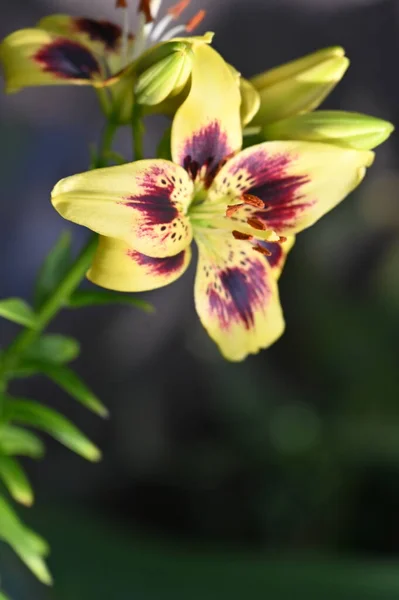 Piękne Kwiaty Lilii Kwiatowy Obraz Koncepcyjny — Zdjęcie stockowe