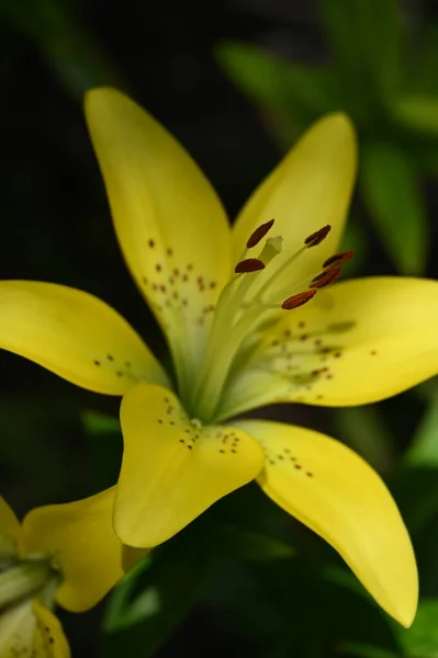 Schöne Lilienblüten Florales Konzept Bild — Stockfoto