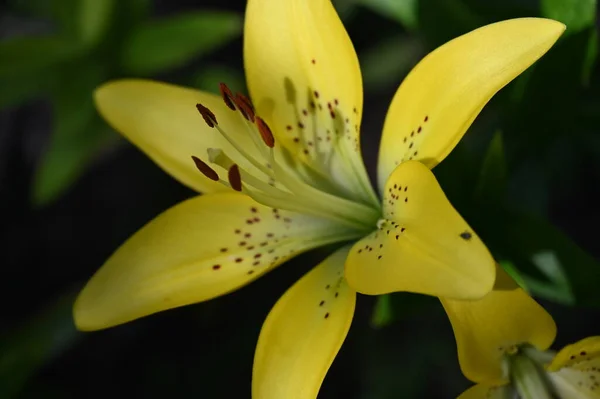 Schöne Lilienblüten Florales Konzept Bild — Stockfoto