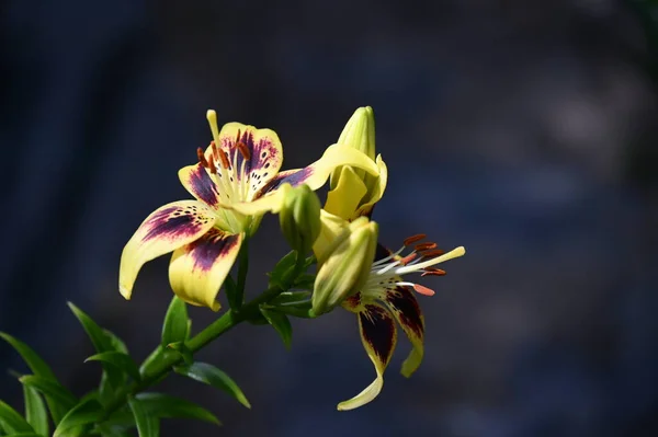 Schöne Lilienblüten Florales Konzept Bild — Stockfoto