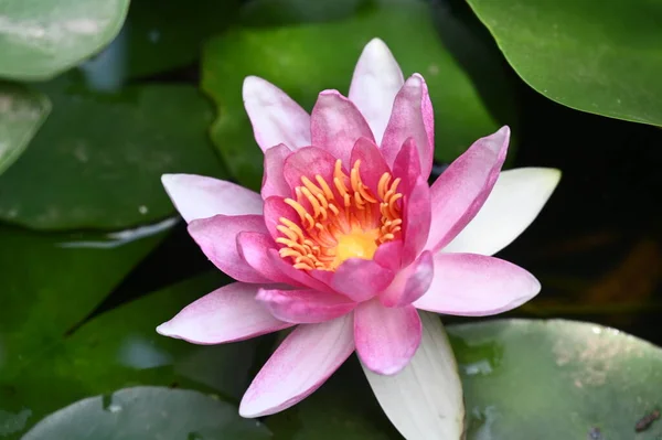 Beautiful Pink Lotus Flower Pond Close View — Stock Photo, Image