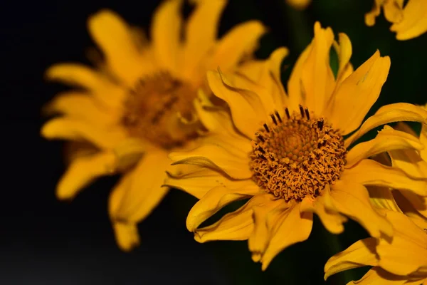 Красиві Жовті Квіти Ростуть Саду — стокове фото