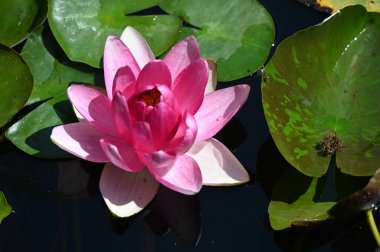 Gölette güzel pembe nilüfer çiçeği, yakın görüş.