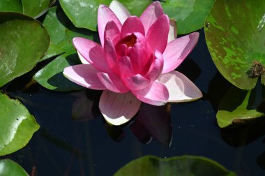 Gölette güzel pembe nilüfer çiçeği, yakın görüş.