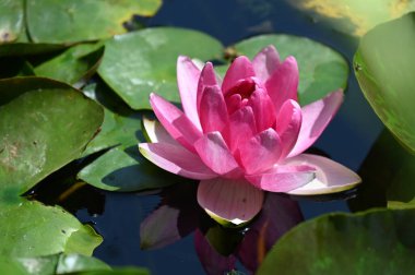 Gölette güzel pembe nilüfer çiçeği, yakın görüş.