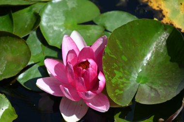 Gölette güzel pembe nilüfer çiçeği, yakın görüş.